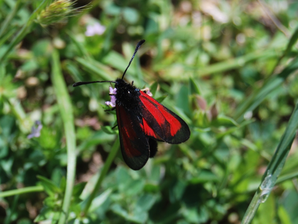 Zygaena 2